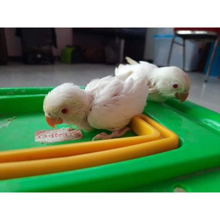 Jual burung jinak murah Harga Terbaik Termurah November 2025