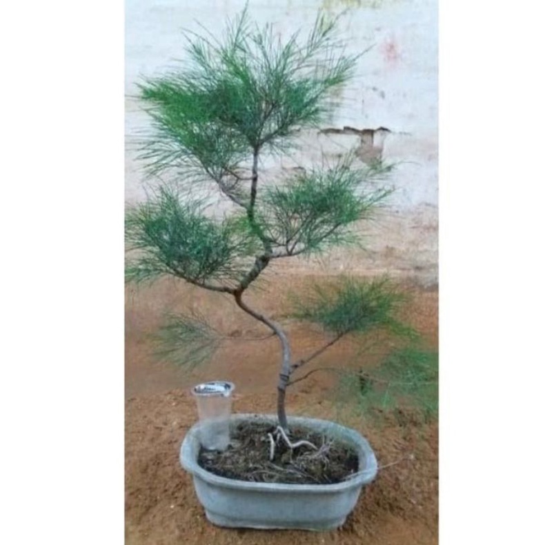 Jual Bonsai Cemara Udang Sudah Berbentuk Tinggi Meter Shopee Indonesia