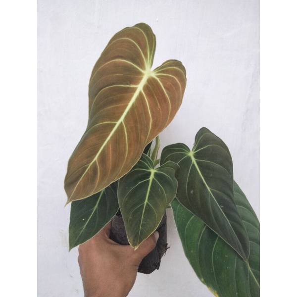 Jual tanaman hias phillodendron Melano/phillo chrysum | Shopee Indonesia