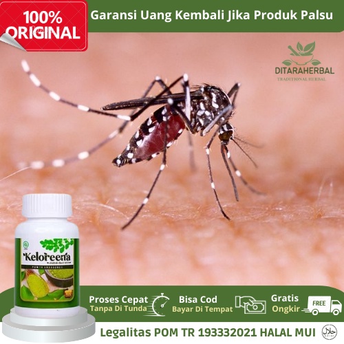 Jual Obat Demam Berdarah, Obat Menggil Akibat Demam Berdarah, Obat ...