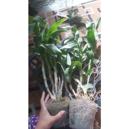 Jual dendro rimbun | Shopee Indonesia