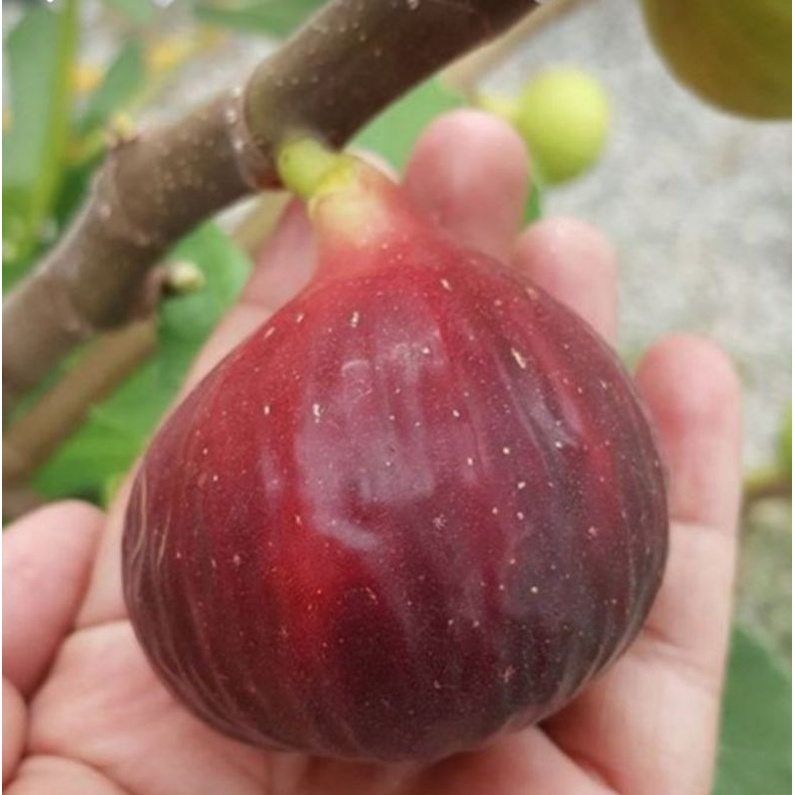 bibit tanaman buah tin aneka jenis super jumbo PY Lda dll | fresh cangkok