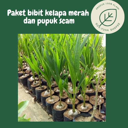 Jual desain tanaman kelapa minimalis | Shopee Indonesia