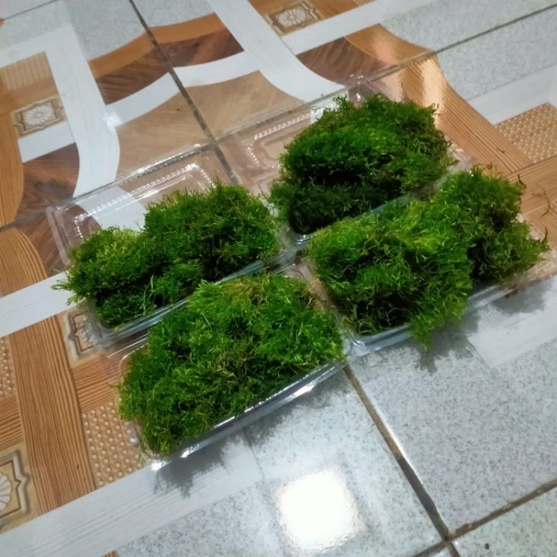 Jual Moss ricia bahan aquascape | Shopee Indonesia