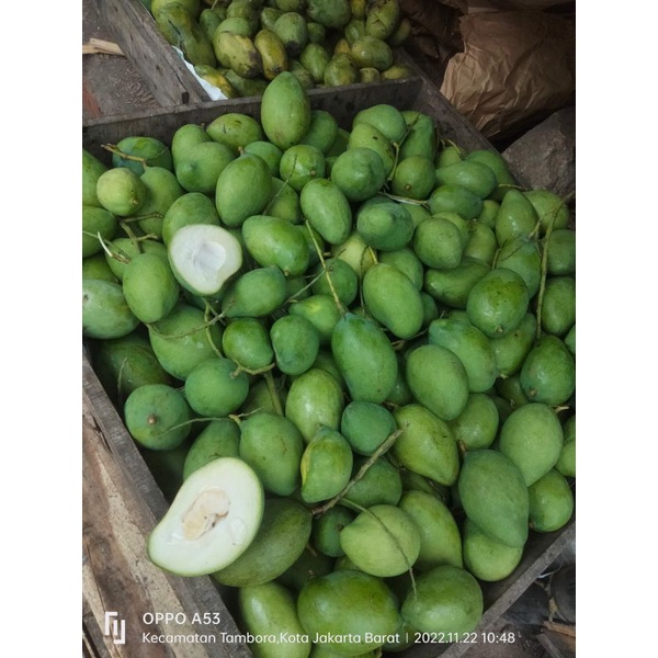 Jual Buah Mangga Muda Rujak Belah Biji Kriuk Per 1 Kg Shopee Indonesia