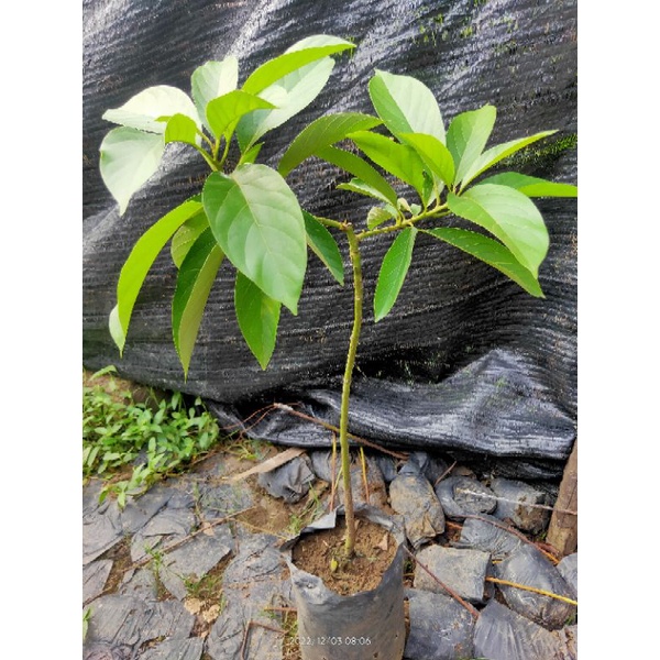 Jual Alpukat Bo Khong Ten Tinggi 50cm Hasil Sambung Pucuk Shopee