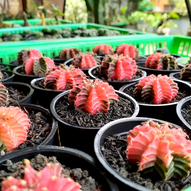 Jual Kaktus Gymno Miha Hybrid Varigata | Shopee Indonesia