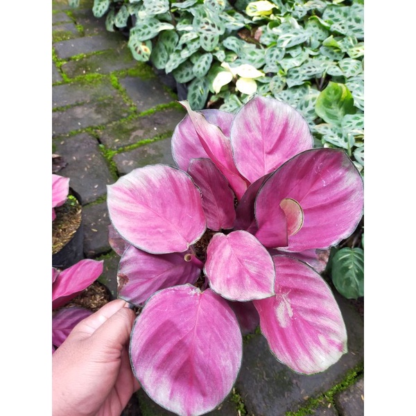 Jual Calathea Sexy Pink Rumpun Shopee Indonesia