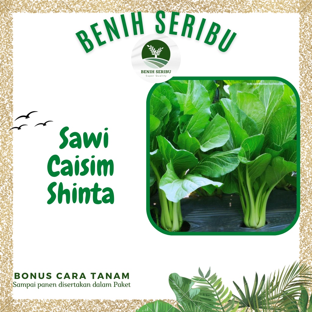 Jual 250 Biji Benih Sawi Caisim Shinta F1 Bibit Seed Benih Sawi