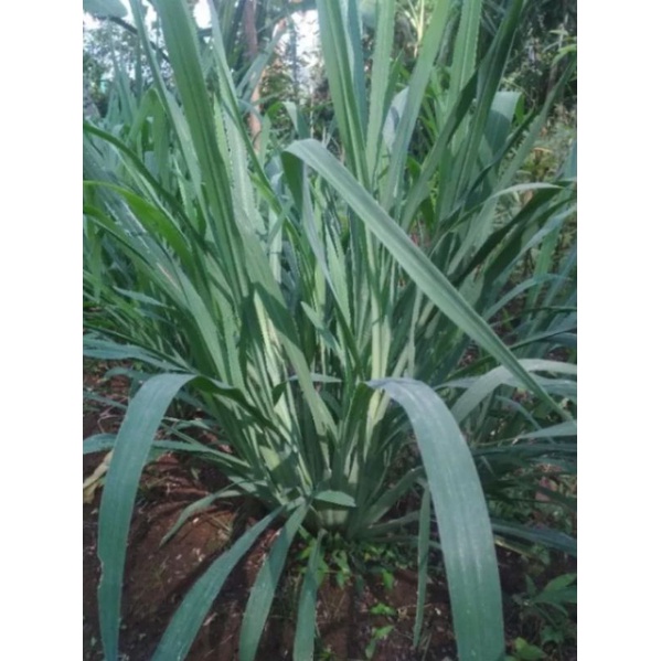 Jual 15 bibit rumput siap tanam untuk pakan ternak kambing sapi kerbau ...