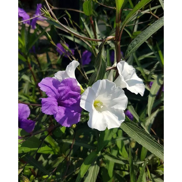 Jual Bibit tanaman bunga ruellia/Mexican/Britton's wild petunia (R ...