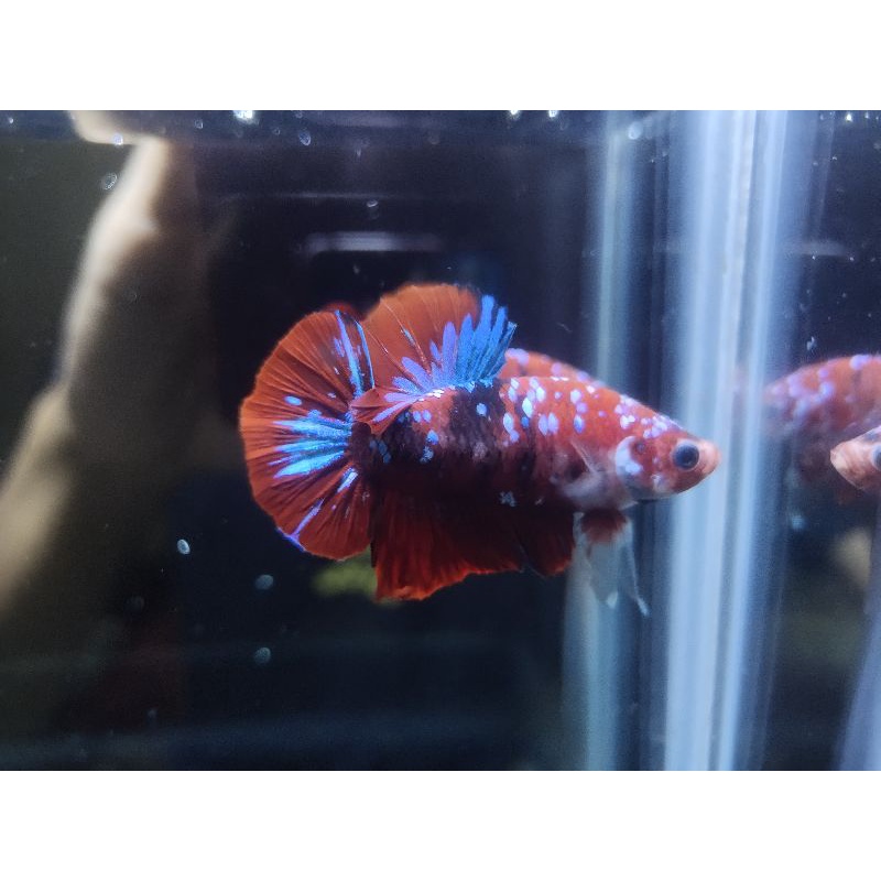 Jual Ikan Cupang Plakat Red Koi Copper (RKC) Jantan Full colour ikan ...