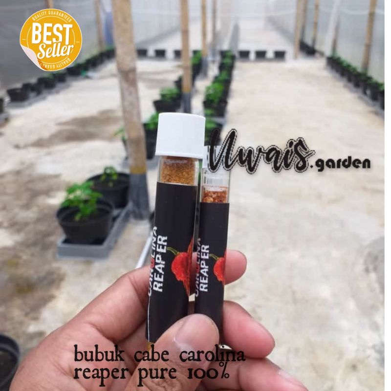 Jual Bubuk Halus Cabe Terpedas Di Dunia Carolina Reaper Pure 100% 1,5g ...