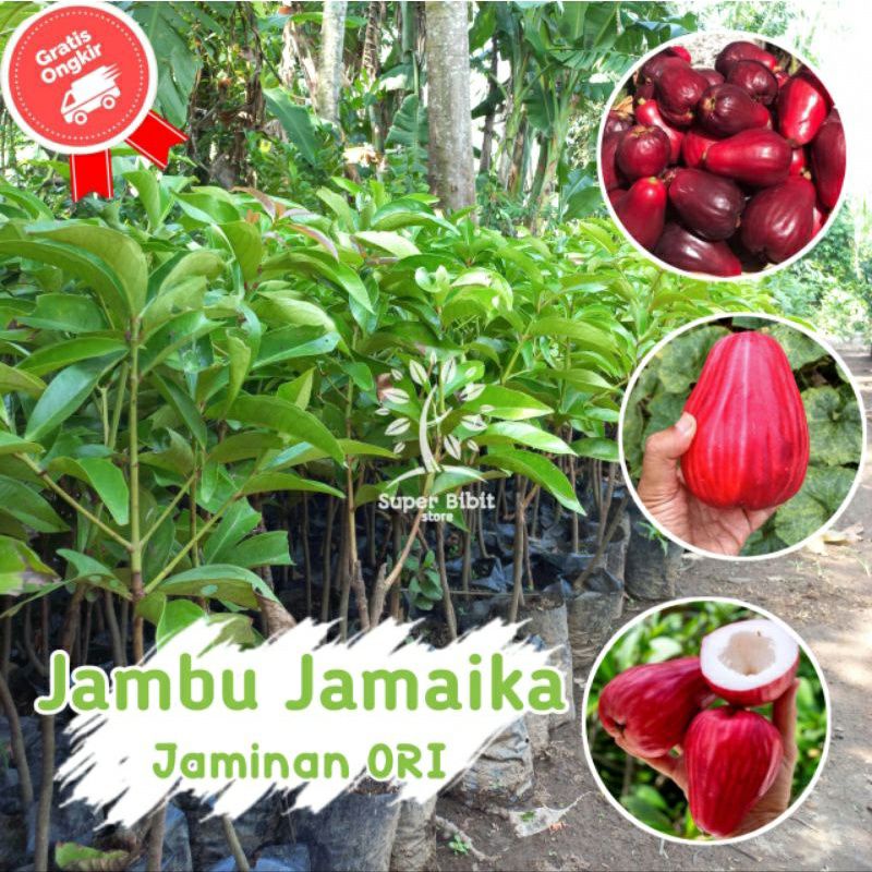 Jual Bibit Tanaman Buah Jambu Air Jamaica Super Genjah Bisa Di Tanam