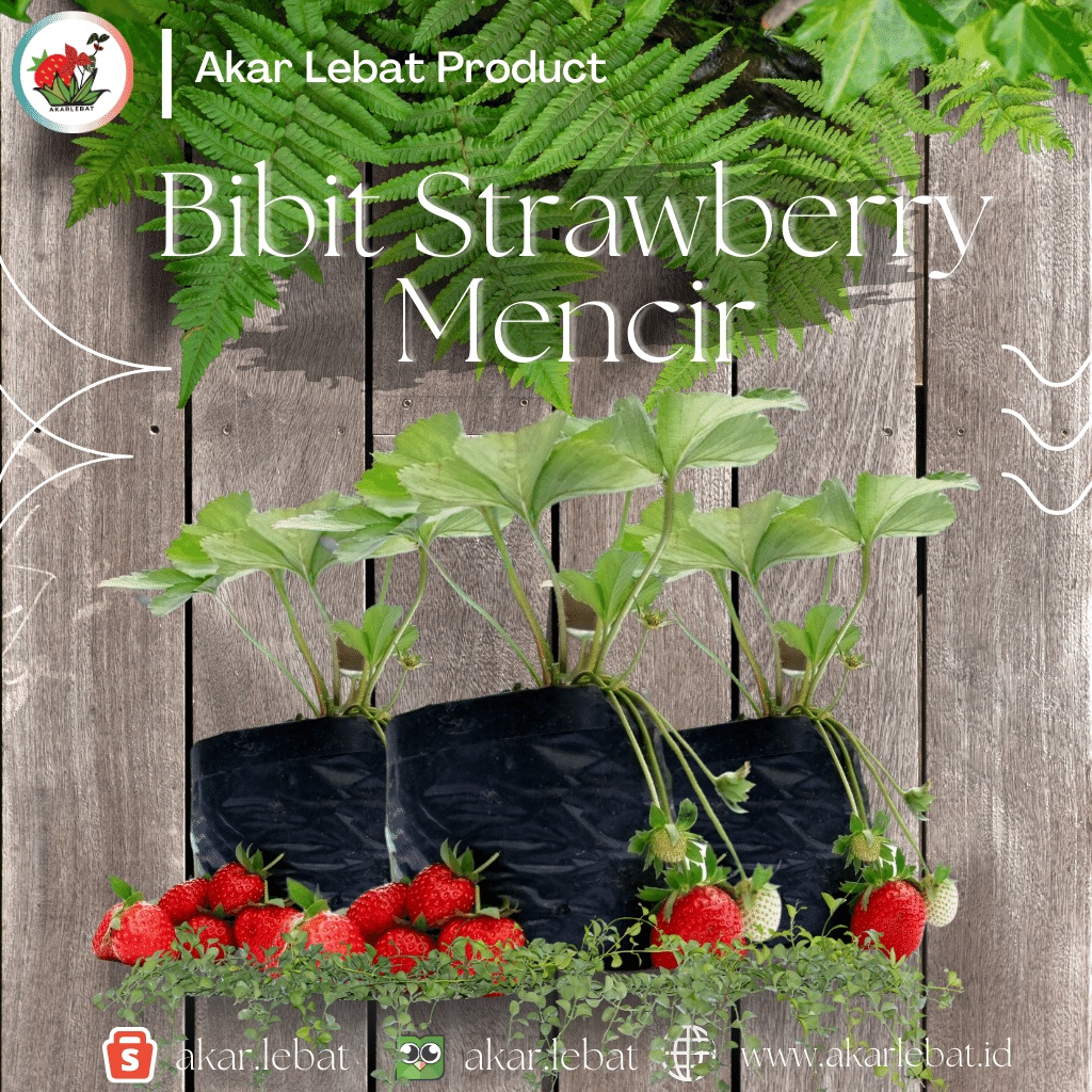 Jual BIBIT BUAH STRAWBERRY MENCIR STRAWBERRY VARIETAS LOKAL, MUDAH ...