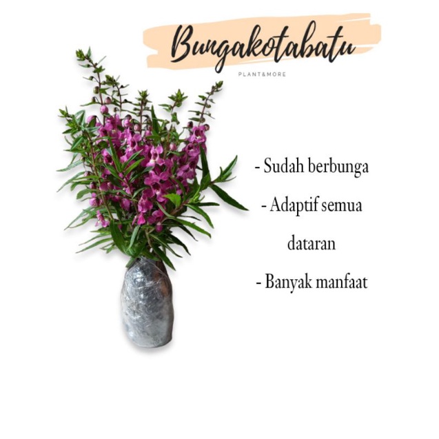 Tanaman Hias Bunga Lavender Ungu Angelonia (Berbunga)