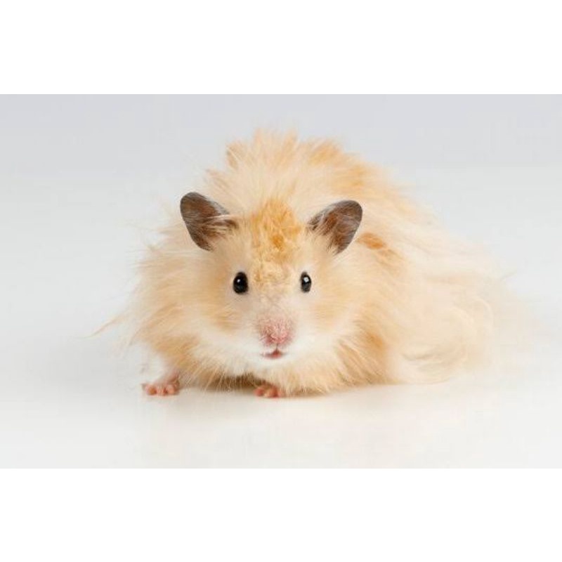 Harga hamster best sale syrian long hair