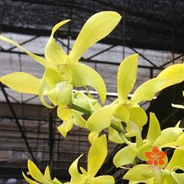 Jual Dendrobium big jumbo rabbit yellow - Anggrek dendro | Shopee Indonesia