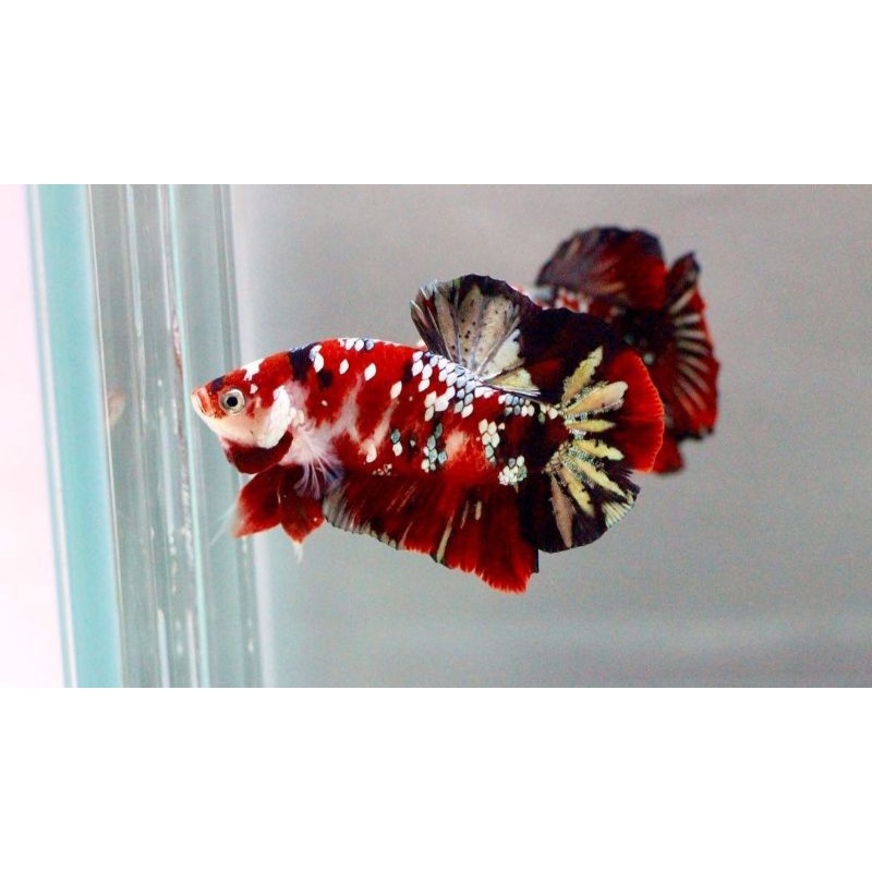 Jual Ikan Cupang Plakat Red Koi Copper (RKC) Jantan Full colour ikan ...