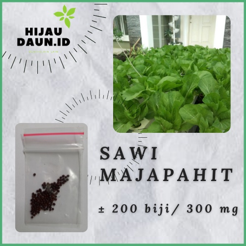 Jual 300mg Biji Benih Sawi Pahit Majapahit Sayuran Unggul Bintang Asia