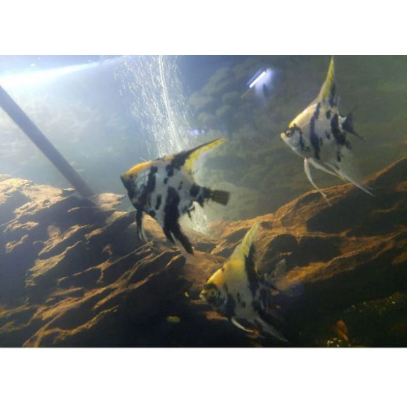 Jual ikan menfis tri color | Shopee Indonesia