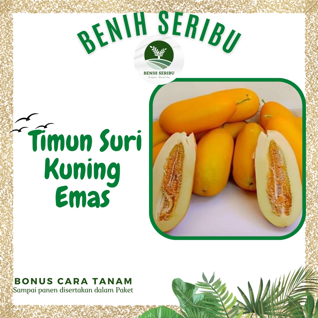 Jual 5 Biji Benih Timun Suri Kuning Emas F1 Bibit Tanaman Buah Buahan