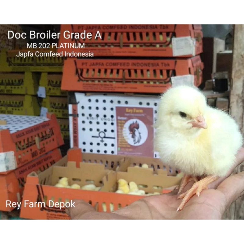 Jual Doc Broiler Bok Isi Ekor Bibit Ayam Potong Doc Boiler Bibit Ayam Pedaging