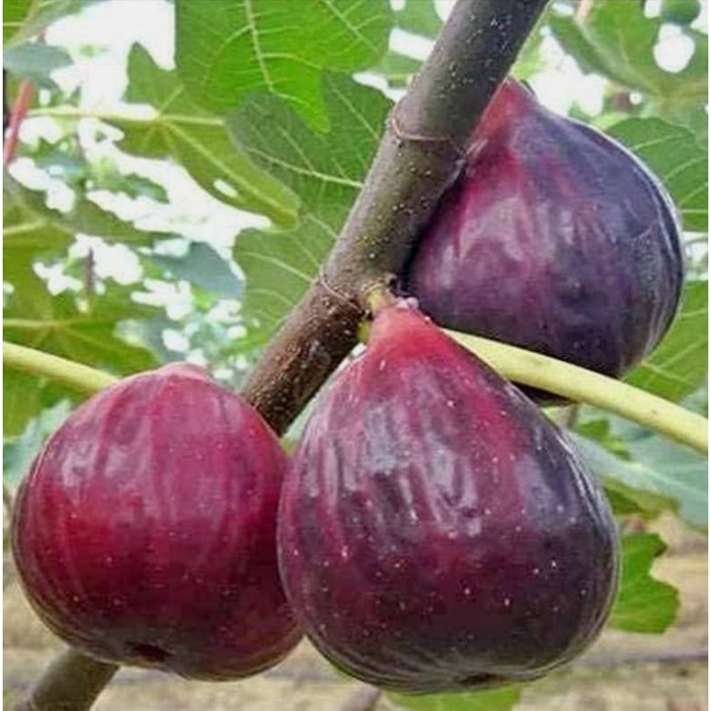 bibit cangkok buah tin Blue Giant buah jumbo