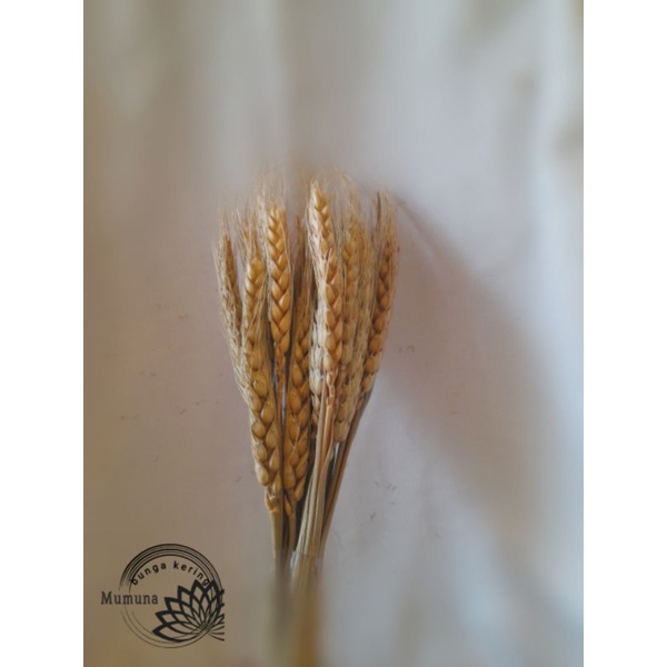 Jual dried flower / bunga kering gandum (harga pertangkai) | Shopee ...