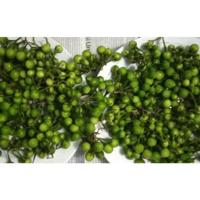 Jual Rimbang Segar 100 gr | Shopee Indonesia