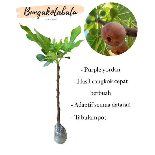 Bibit Tanaman Buah Tin Purple Yordan