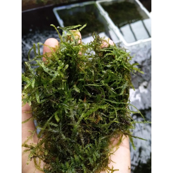 Jual Java Moss bahan aquascape | Shopee Indonesia