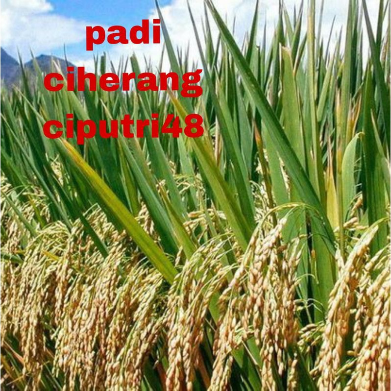 Benih Padi Ciherang