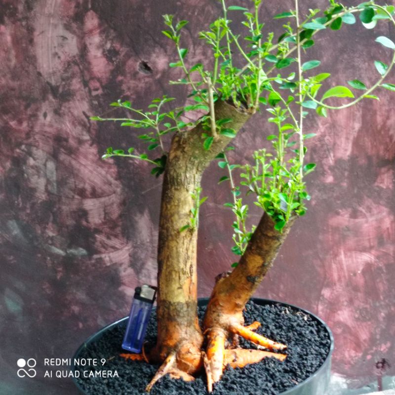 Jual Bahan Bonsai Sisir Kaliage Realpic Shopee Indonesia