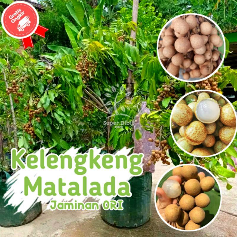 Jual bibit tanaman buah kelengkeng matalada super genjah bisa di tanam ...
