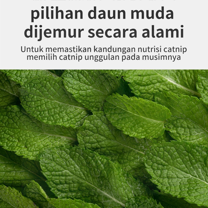 Jual Catnip Catmint Cat Mint - 100% PURE NATUAL CATMINT POWDER - BIKIN ...
