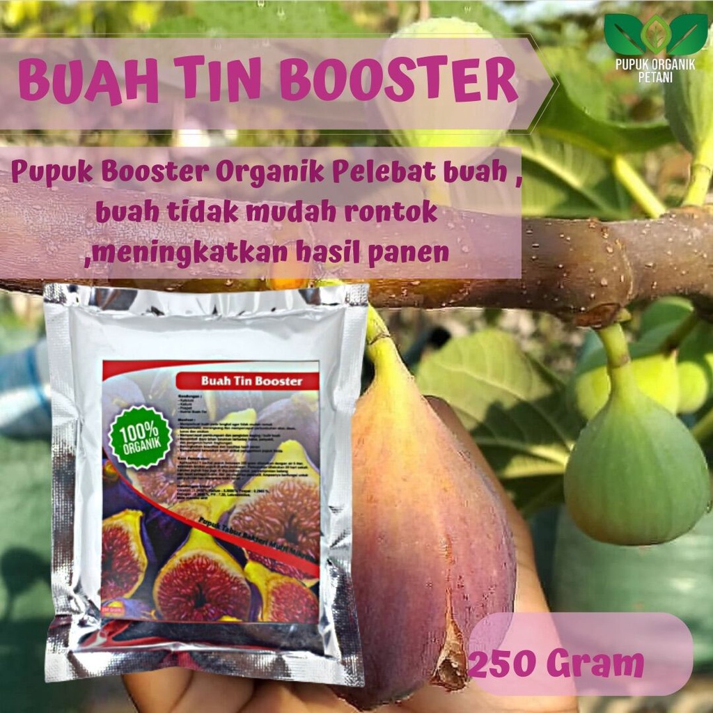 Jual Pupuk Organik Pelebat Booster Buah Tin Perangsang Buah Buah Tin ...