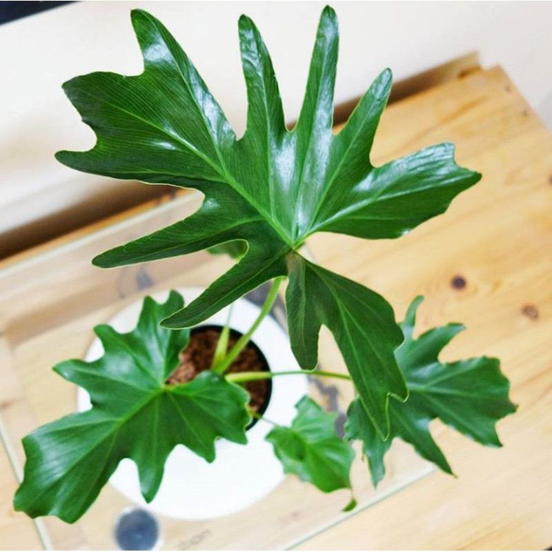 Jual Tanaman hias bunga hidup indoor philodendron selloum / bibit ...