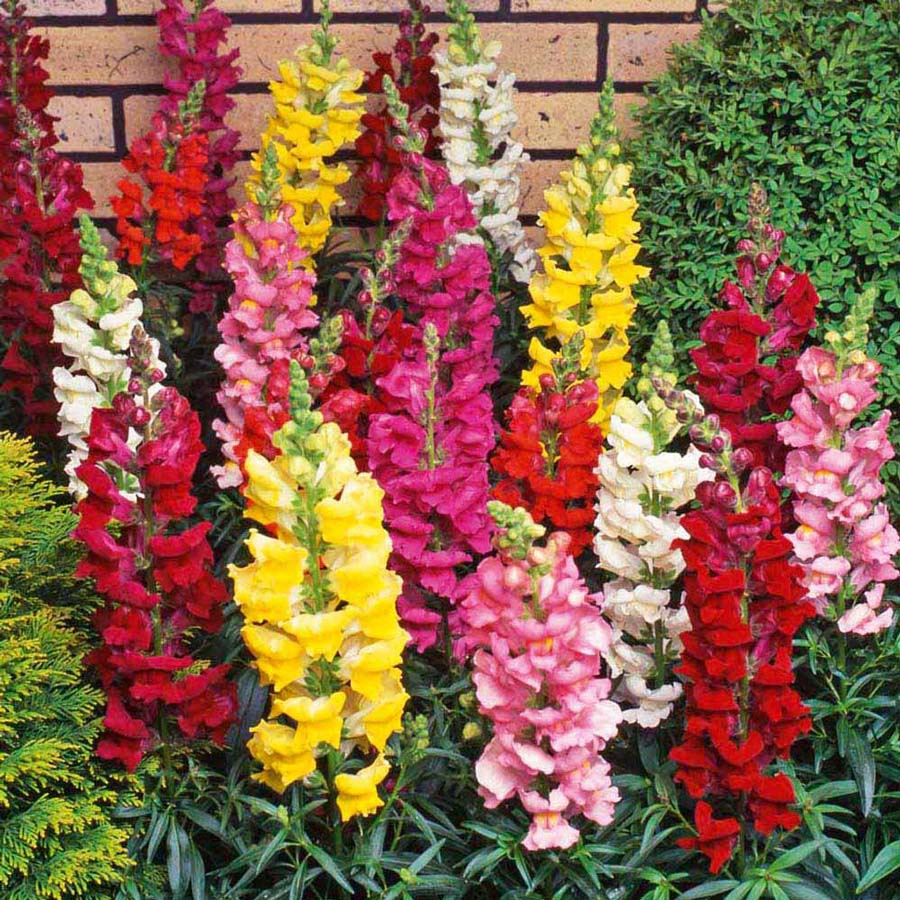 Jual 10 Benih Bunga Snapdragon Tetra Mix Warna Bibit Tanaman Hias ...