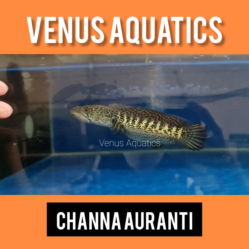 Jual IKAN GABUS CHANNA AURANTIMACULATA AURANTI WC WILD CAUGHT GOLDEN ...