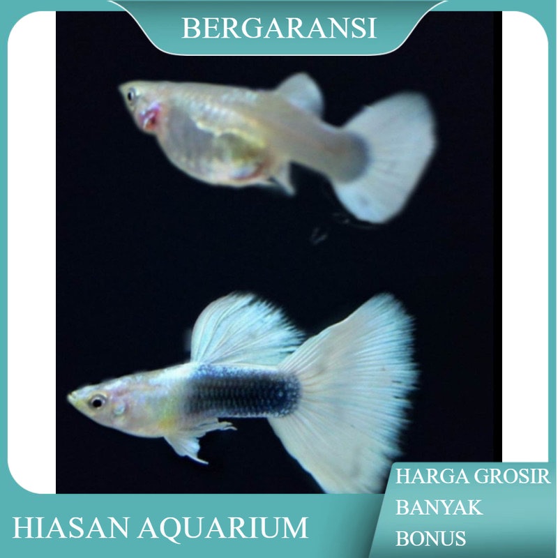 Jual Garansi Doa Sepasang Ikan Hias Guppy Hb White Half Black White