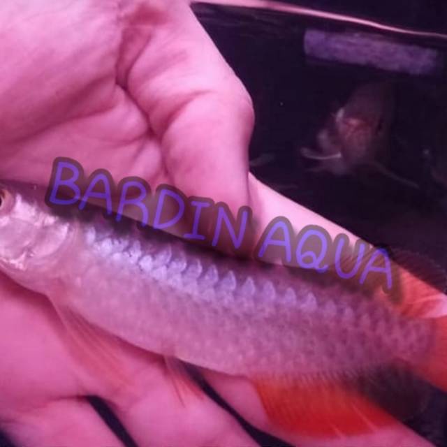 Jual Ikan arwana super red size 10cm | Shopee Indonesia