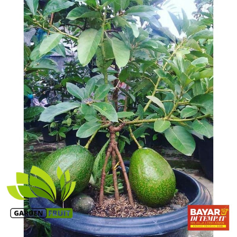 Jual Bibit Alpukat Kendil Garden Fruit Sentra Tanaman Buah Buahan Pendek Bisa Berbuah Dalam 7498