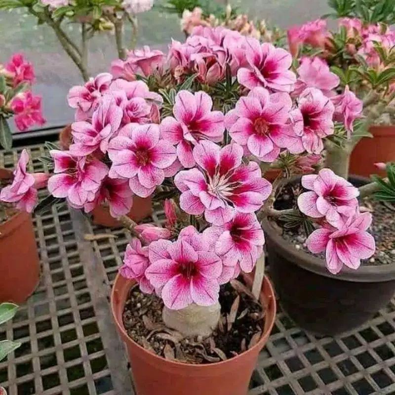 Jual ADENIUM KAMBOJA JEPANG BUNGA TUMPUK//PINK STAR | Shopee Indonesia