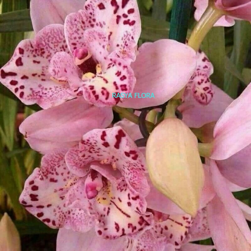 SEEDLING ANGGREK DENDROBIUM BUNGA PINK PRINCES