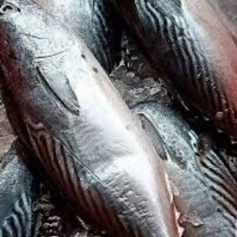 Jual Ikan Tongkol Abu Cakalang Basah Segar Tongkol Batik Tongkol Tuna Shopee Indonesia