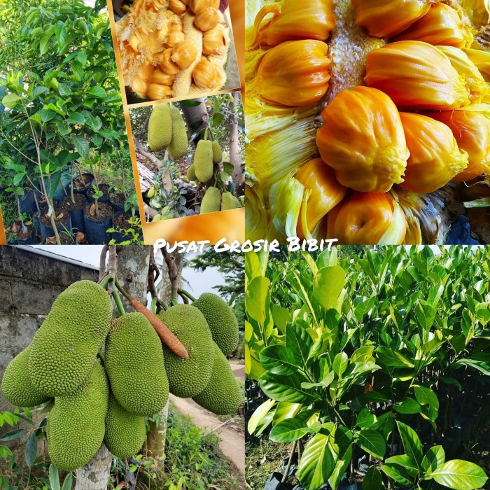 Jual Bibit Nangkadak Nangka Cempedak Shopee Indonesia