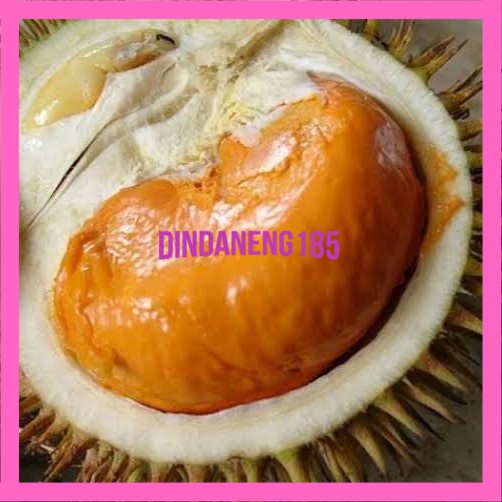 Jual Bibit Durian Tembaga Super | Shopee Indonesia