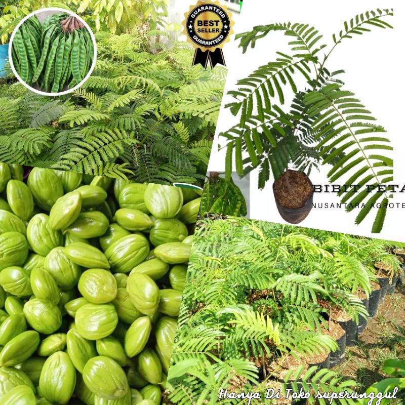 Jual BIBIT TANAMAN PETE | Shopee Indonesia