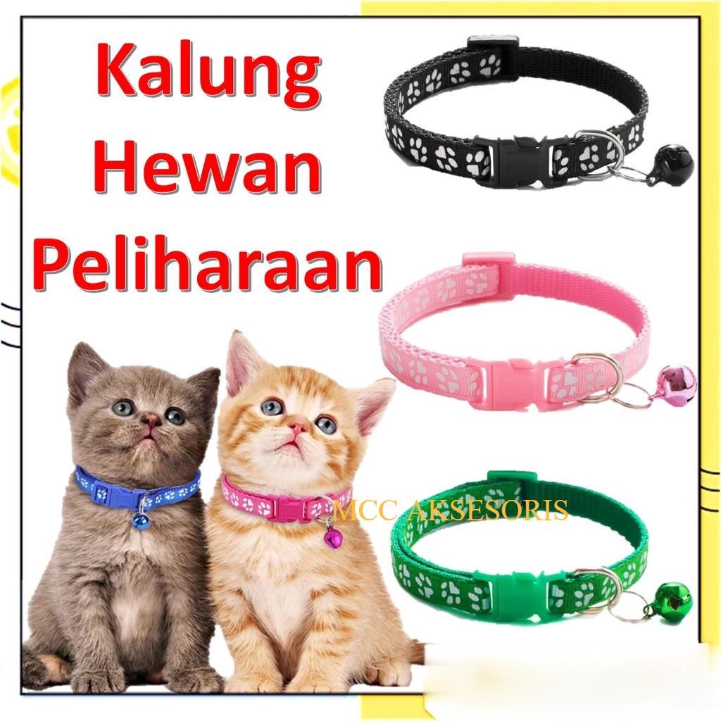 Jual Hewan Peliharaan Kucing Murah